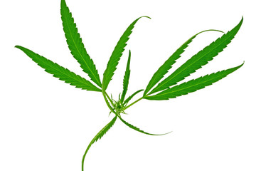 cannabis chanvre indien