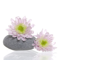 Fototapeta na wymiar Spa stones and pink daisy on isolated white
