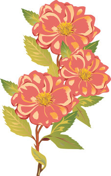coral flowers with yellow centers clip art preview
