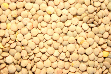 Lentil