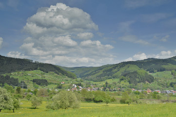 Fototapeta na wymiar Schwarzwald im Fruehling