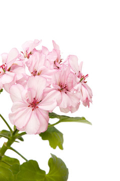 Flowers of pink geranium.