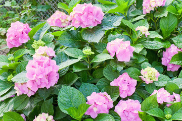 Large pink hydrangea blossoms with dew (close-up).