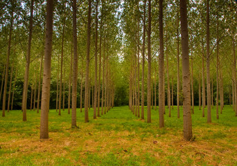Lines of trees in a clearing in Dordogne, France
