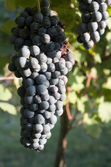 grappolo d'uva