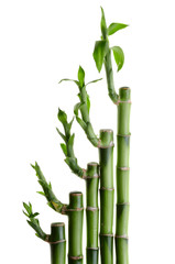 Bamboo