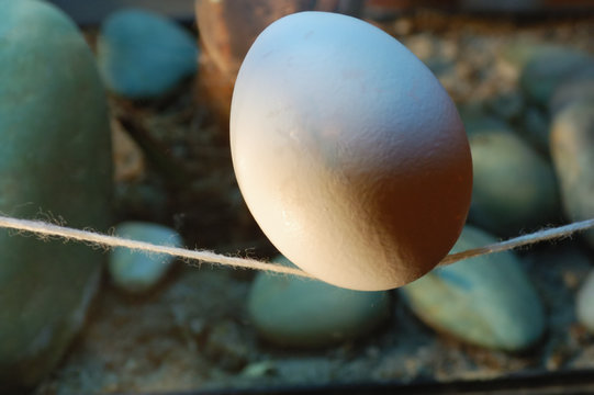 Egg on a string