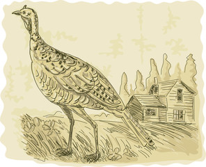 Fototapeta na wymiar Wild turkey with house in the background