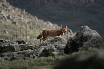 Ethiopian Wolf