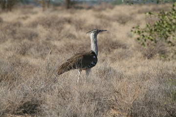 Kori Bustard near Omorate