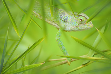 Camaleon