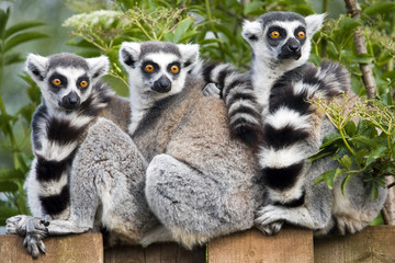 Ring Tailed Lemur