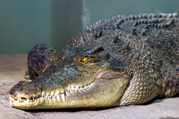 Crocodile