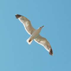 Flying seagull