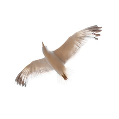 Flying seagull