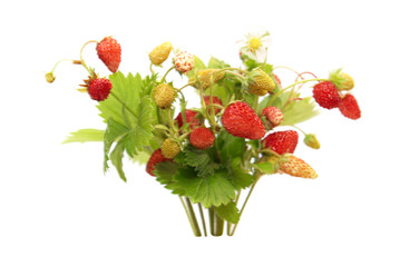 Wild strawberries