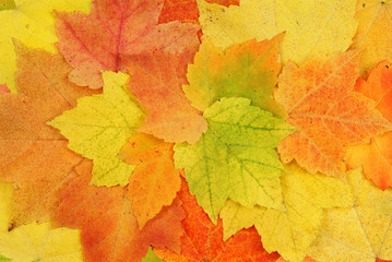 Naklejka na ściany i meble leaf of autumn