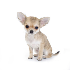 pale beige chihuahua puppy on white