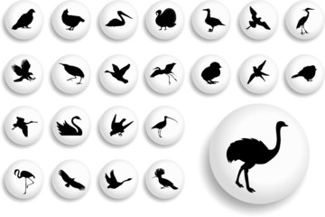 Big set buttons. Birds
