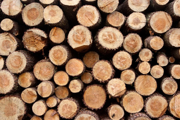Detail of a Timber background