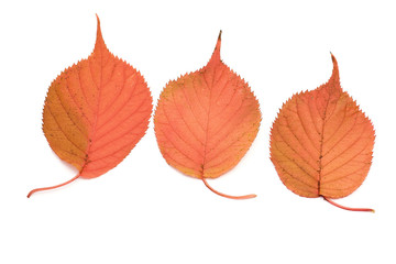 autumn leaves on the isolated white background