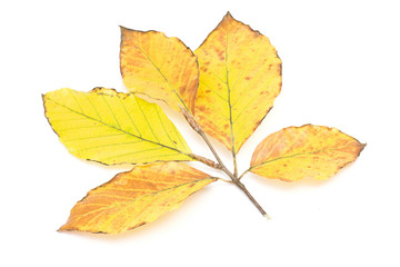 branch of leaves isolated on white background