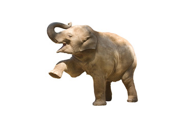 Elefant wd168 - 17673641