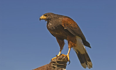 Harris hawk (parabuteo unicinctus)