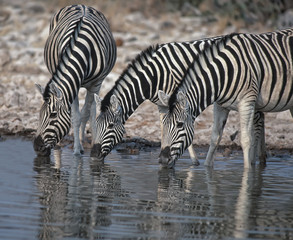 Obraz na płótnie Canvas Zebra pitnej