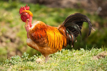 Cockerel