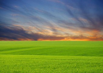 green field