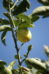 Lemon Tree - Zitronenbaum