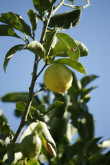 Lemon Tree - Zitronenbaum