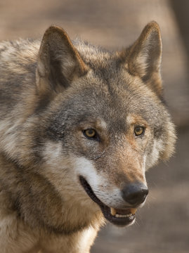 WOLF (canis lupus)