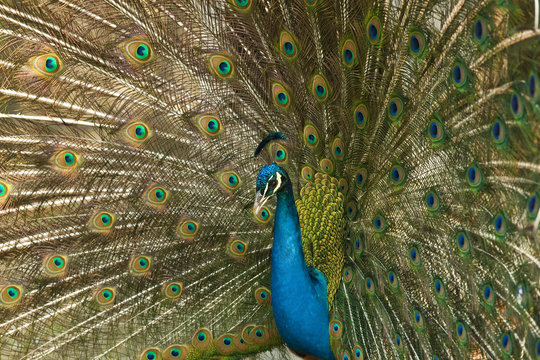 Blauer Pfau (Pavo cristatus)