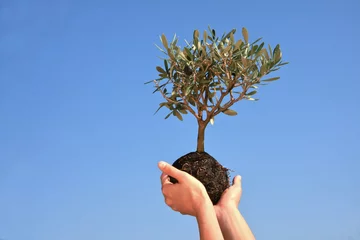 Stof per meter Olijfboom blauwe olijfboom