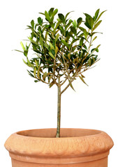young olive tree in pot