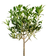 Foto op Plexiglas Olijfboom jonge olijfboom