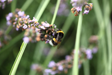 Hummel in Lavendelstrauch