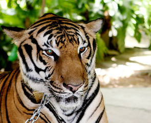 Tiger.