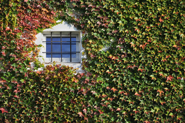 Overgrown Window