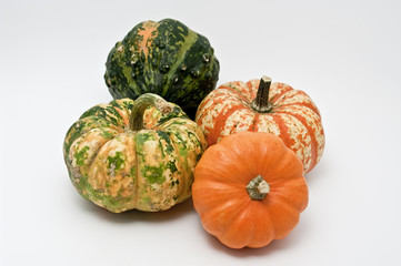 Mini Kürbisse in verschiedenen Farben