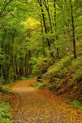 curved road in autumn forest