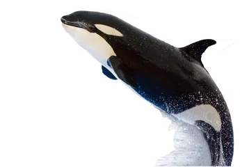 Foto op Plexiglas Dolfijnen Een orka, Orcinus Orca, geïsoleerd op wit