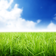 Fototapeta na wymiar green grass under perfect blue sky