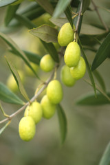 Olives