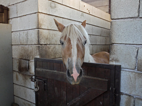 cavallo nella scuderia