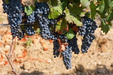 Ripening cluster of wine grapes
