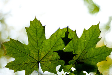 Blatt im Gegenlicht 2