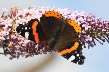 Fototapeta premium Red Admiral Butterfly